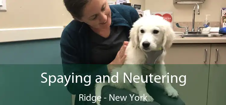 Spaying and Neutering Ridge - New York