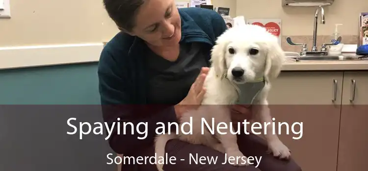 Spaying and Neutering Somerdale - New Jersey