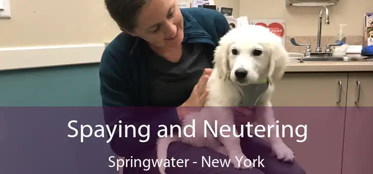 Spaying and Neutering Springwater - New York