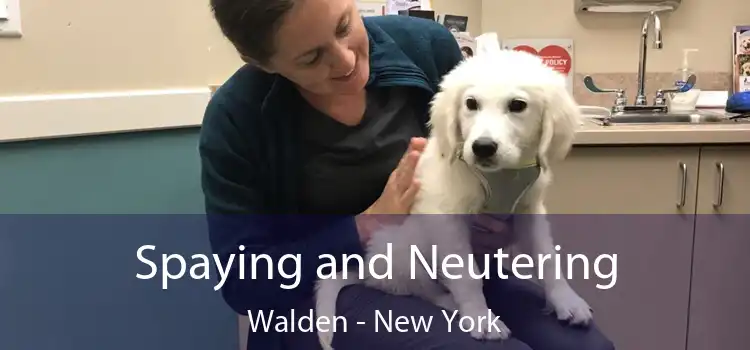 Spaying and Neutering Walden - New York