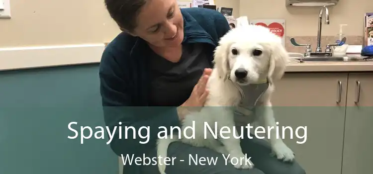 Spaying and Neutering Webster - New York