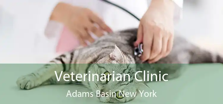 Veterinarian Clinic Adams Basin New York