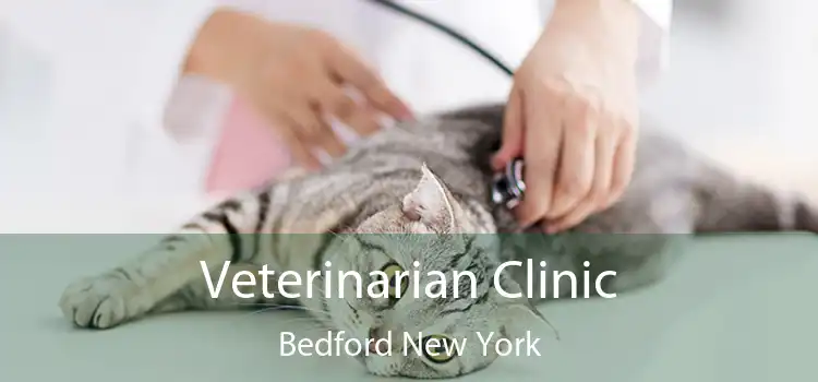 Veterinarian Clinic Bedford New York