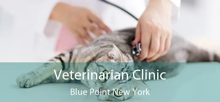 Veterinarian Clinic Blue Point New York