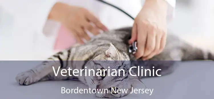 Veterinarian Clinic Bordentown New Jersey