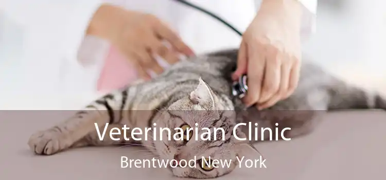 Veterinarian Clinic Brentwood New York