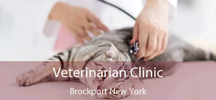 Veterinarian Clinic Brockport New York