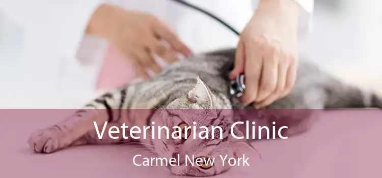 Veterinarian Clinic Carmel New York