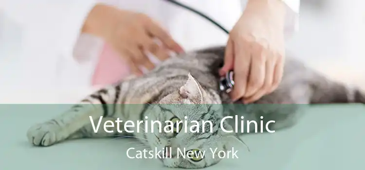 Veterinarian Clinic Catskill New York