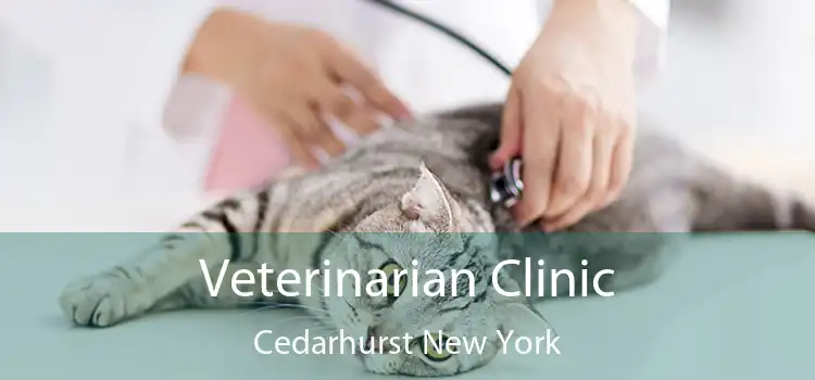 Veterinarian Clinic Cedarhurst New York