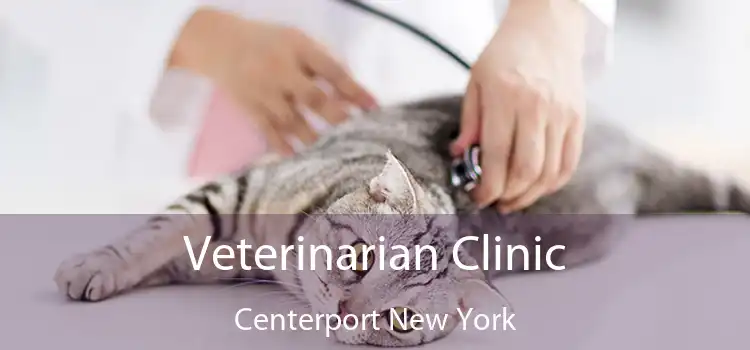 Veterinarian Clinic Centerport New York