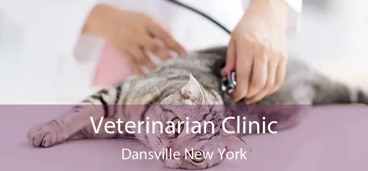 Veterinarian Clinic Dansville New York