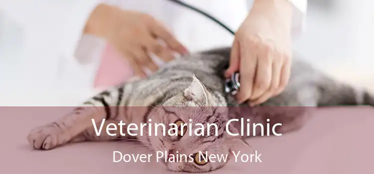 Veterinarian Clinic Dover Plains New York