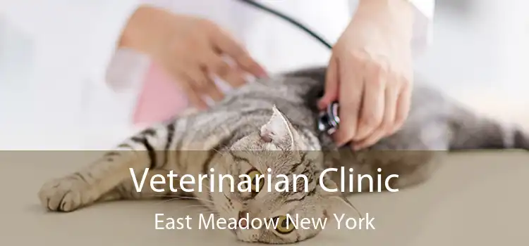 Veterinarian Clinic East Meadow New York