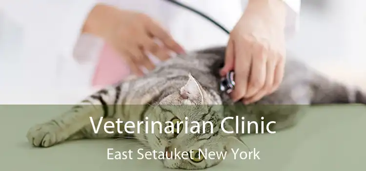 Veterinarian Clinic East Setauket New York