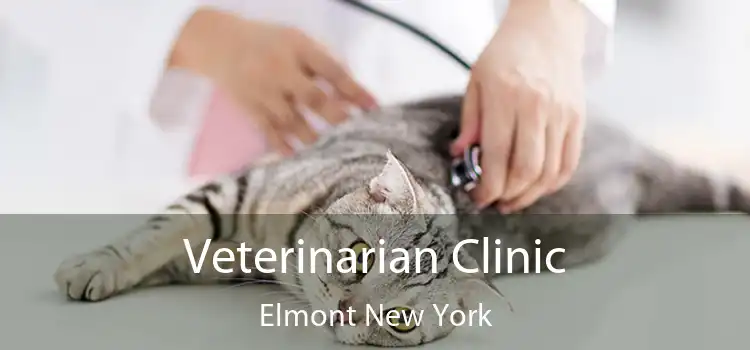 Veterinarian Clinic Elmont New York