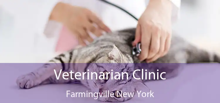 Veterinarian Clinic Farmingville New York