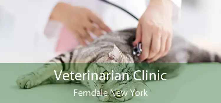 Veterinarian Clinic Ferndale New York