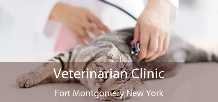 Veterinarian Clinic Fort Montgomery New York