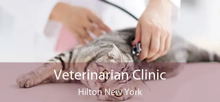 Veterinarian Clinic Hilton New York