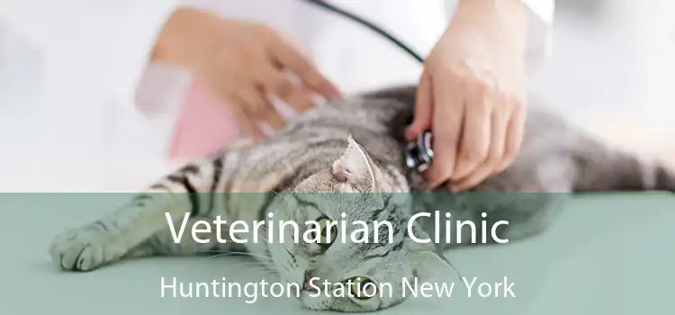 Veterinarian Clinic Huntington Station New York