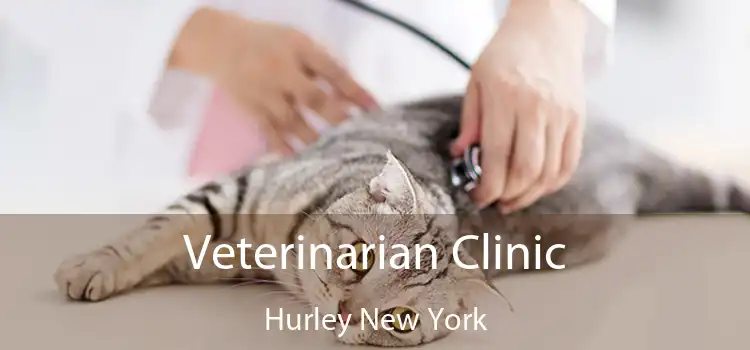 Veterinarian Clinic Hurley New York