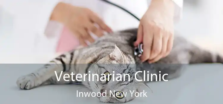 Veterinarian Clinic Inwood New York