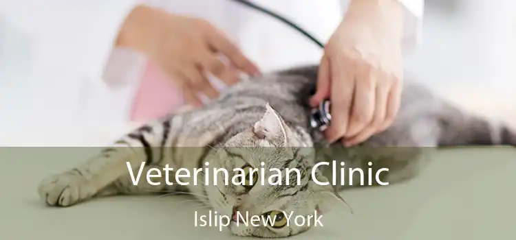 Veterinarian Clinic Islip New York