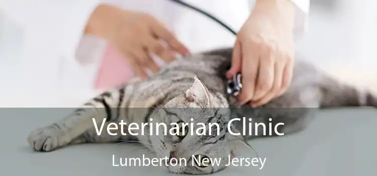 Veterinarian Clinic Lumberton New Jersey