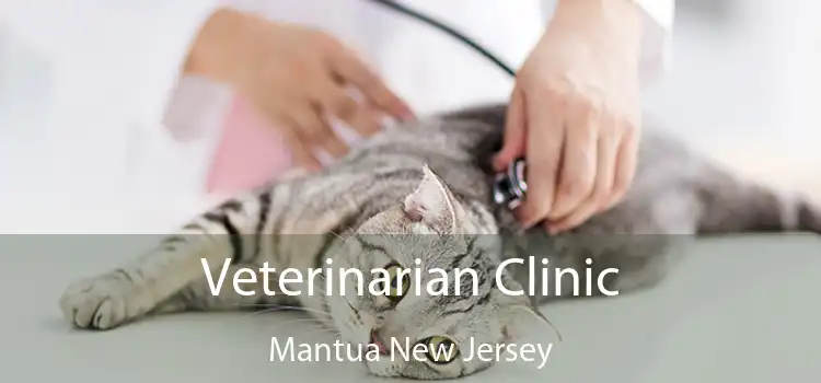 Veterinarian Clinic Mantua New Jersey