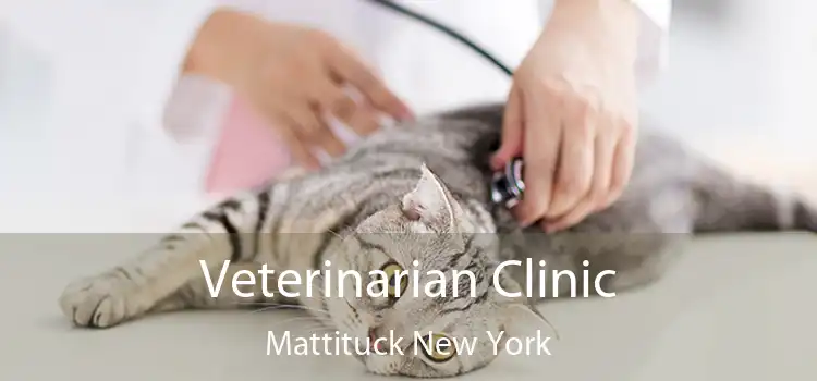 Veterinarian Clinic Mattituck New York