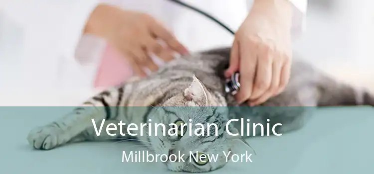 Veterinarian Clinic Millbrook New York