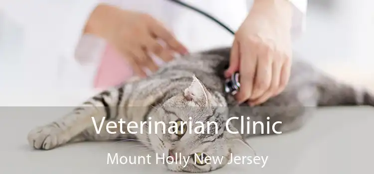 Veterinarian Clinic Mount Holly New Jersey