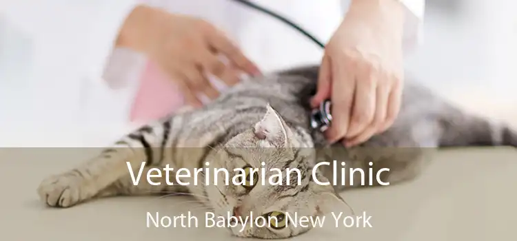 Veterinarian Clinic North Babylon New York