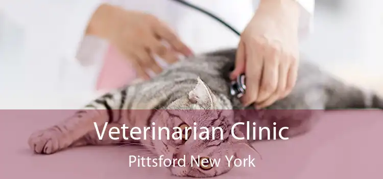 Veterinarian Clinic Pittsford New York