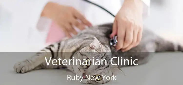 Veterinarian Clinic Ruby New York