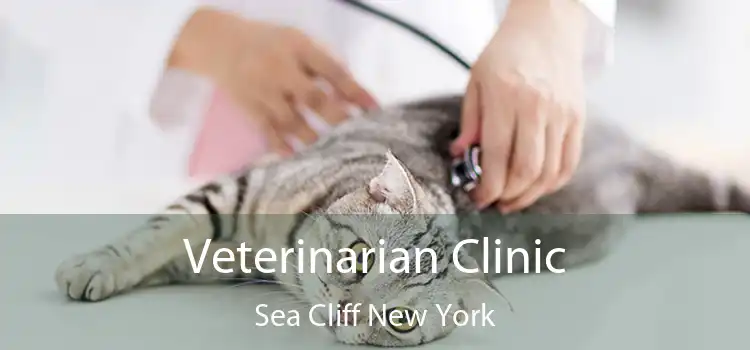 Veterinarian Clinic Sea Cliff New York