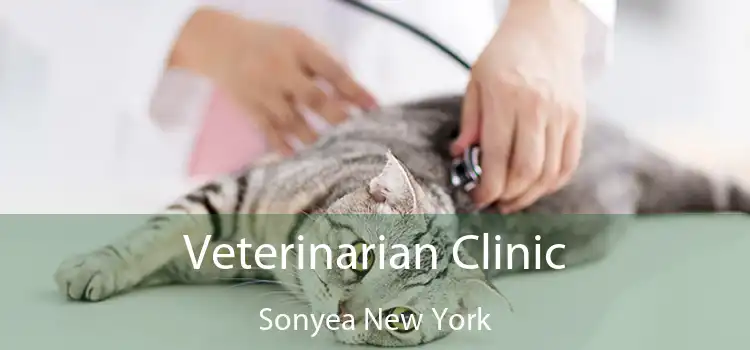 Veterinarian Clinic Sonyea New York