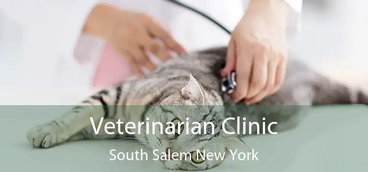 Veterinarian Clinic South Salem New York