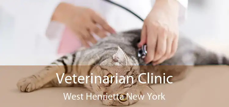 Veterinarian Clinic West Henrietta New York