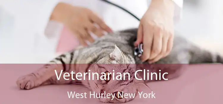 Veterinarian Clinic West Hurley New York