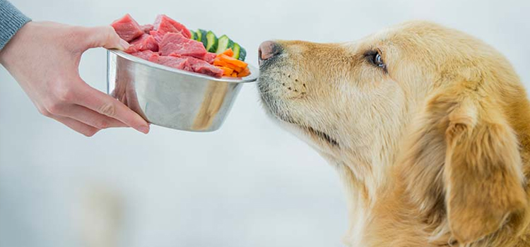 animal hospital nutritional guidance in Bedford Hills