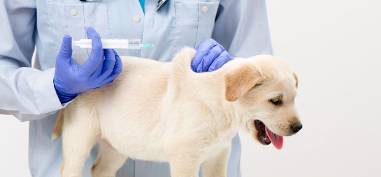 dog vaccination hospital in Hempstead