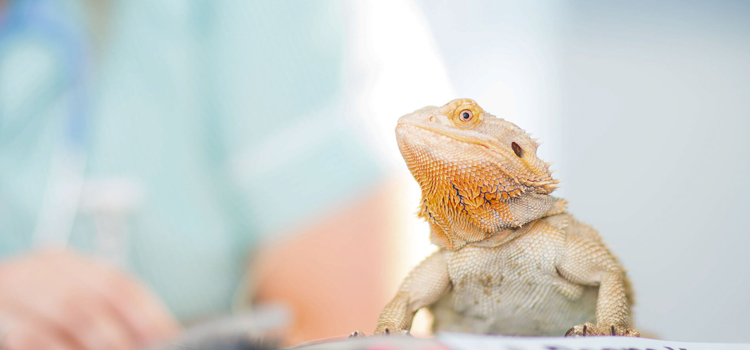 experienced vet care for reptiles in Pennsville