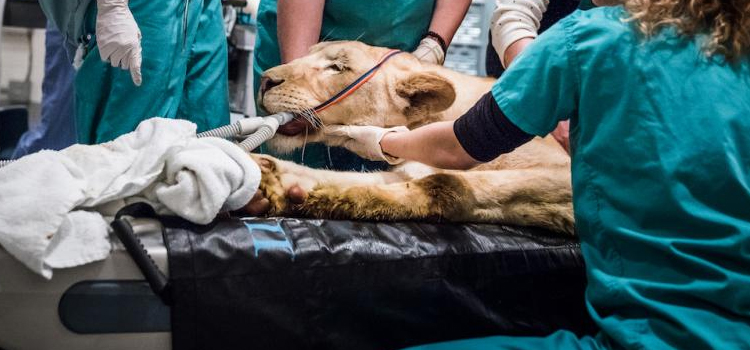 Kauneonga Lake animal hospital veterinary surgical-process